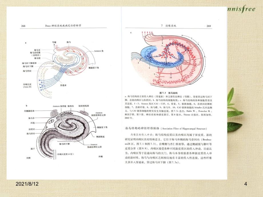 神经系统疾病边缘系统、基底神经节【课件PPT】讲座_第4页