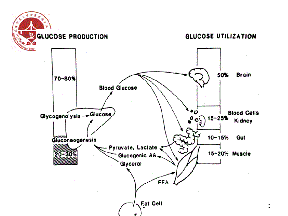 SGLT2类降糖药物ppt课件_第3页