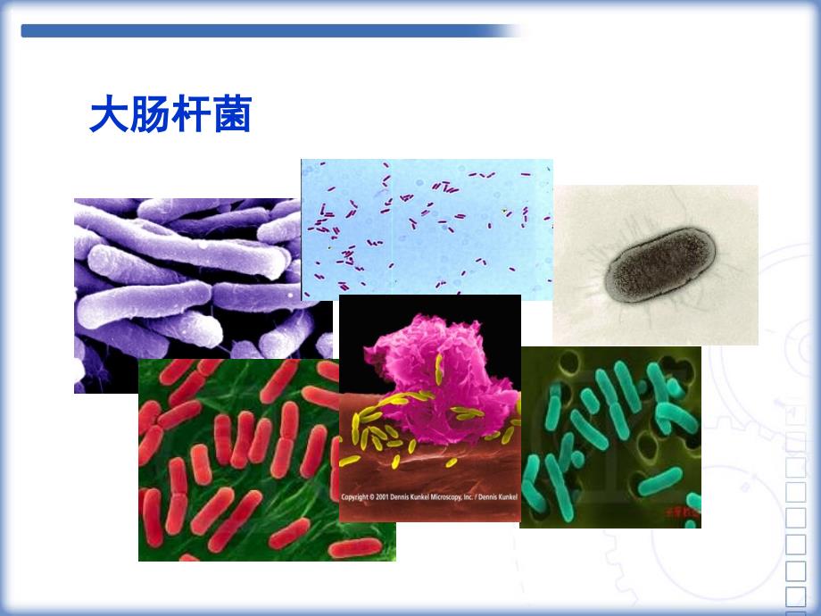 现代分生技术郑丽舒_第3页