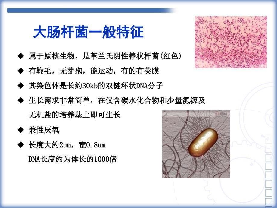 现代分生技术郑丽舒_第5页