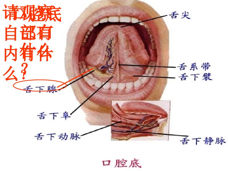 七年生物 第二节 消化和吸收课件讲课用_第3页