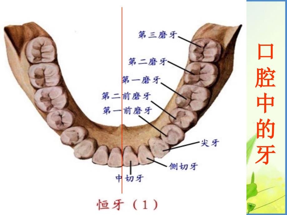 七年生物 第二节 消化和吸收课件讲课用_第4页