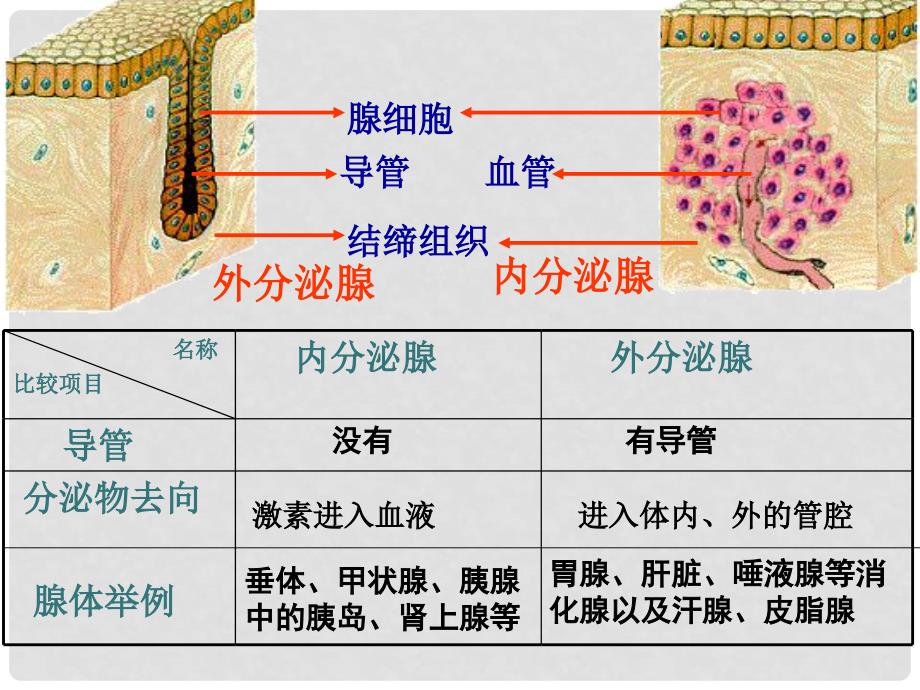 高中生物胰岛素与胰高血糖素公开课课件必修3_第1页
