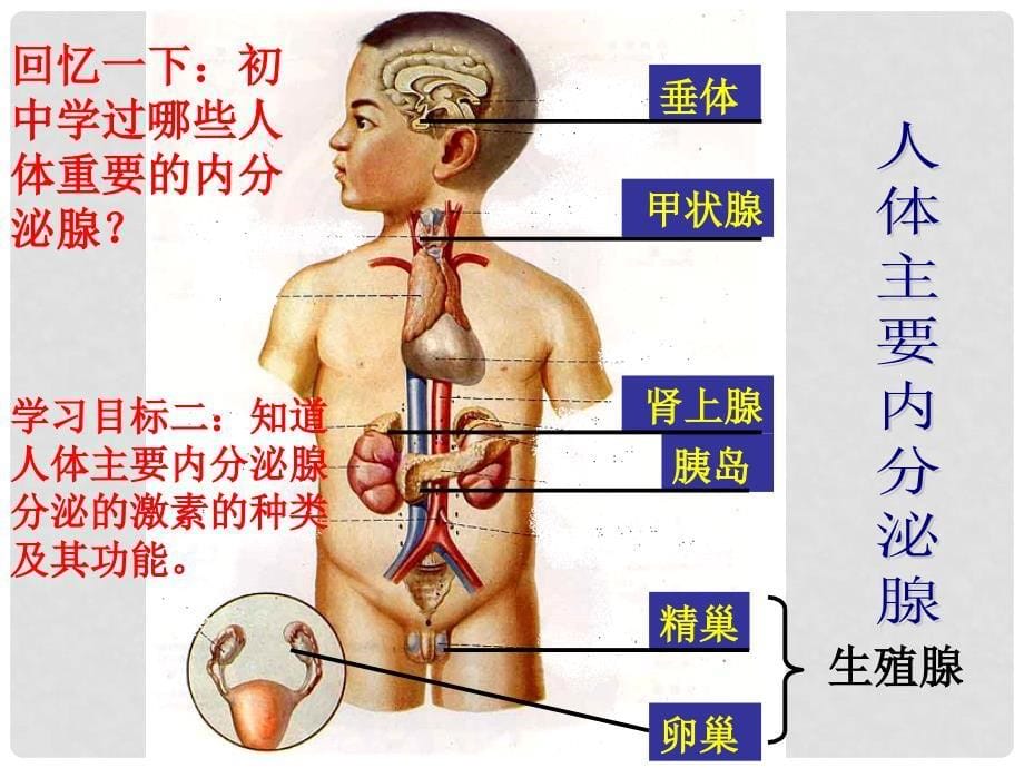 高中生物 第二册 第5章 生物体对信息的传递和调节 5.3 内分泌系统中信息的传递和调节课件3 沪科版_第5页