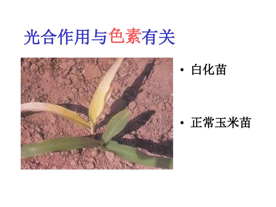 光合作用过程反应式比较表课件_第3页