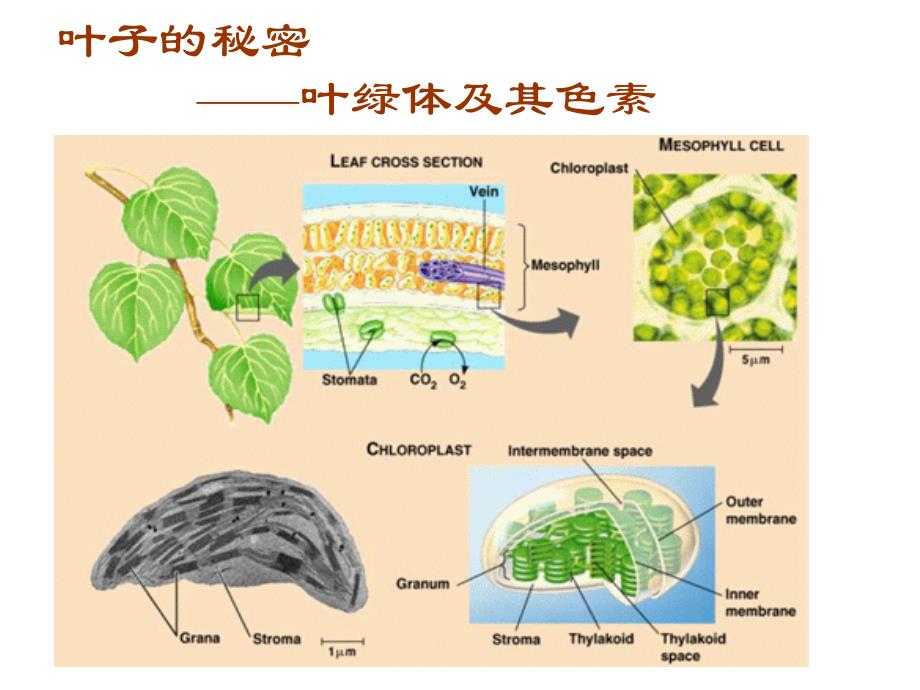 光合作用过程反应式比较表课件_第4页