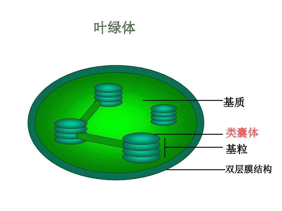 光合作用过程反应式比较表课件_第5页