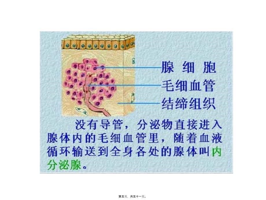 人体的激素调节浙教版课件_第5页