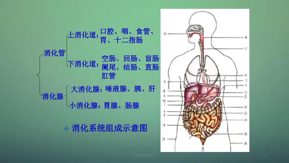 概述消化系统疾病护理医学ppt课件_第4页