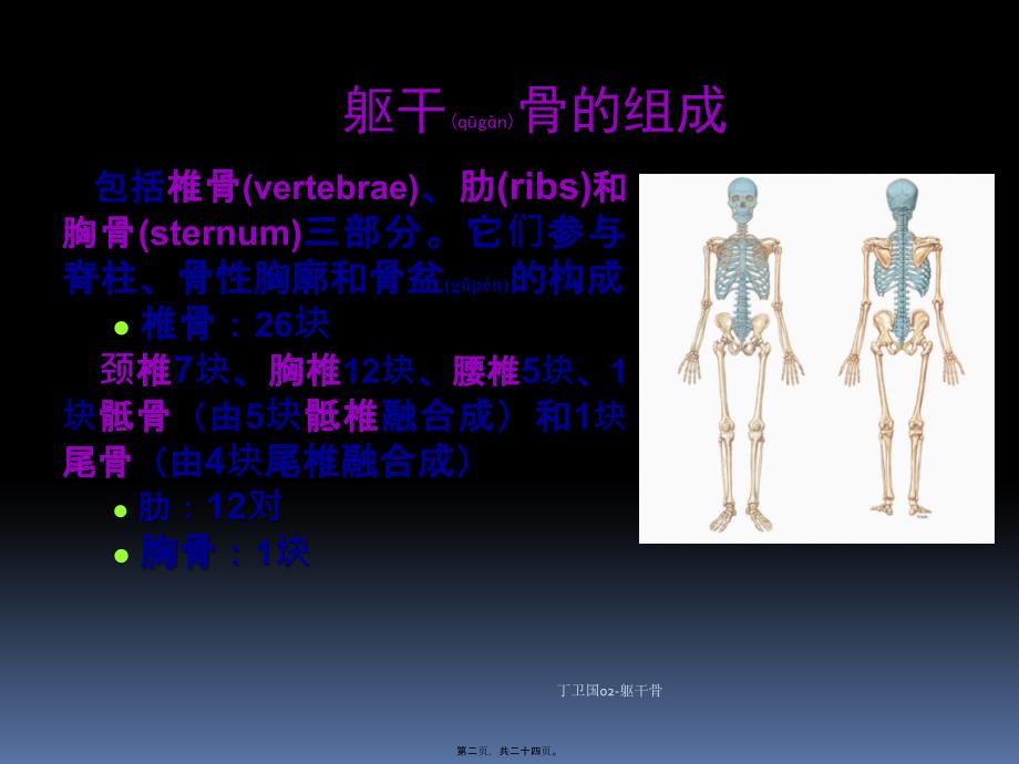 丁卫国02躯干骨课件_第2页