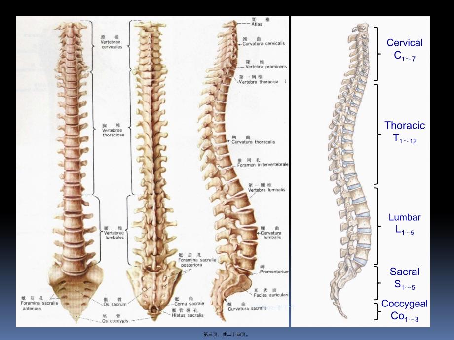 丁卫国02躯干骨课件_第3页