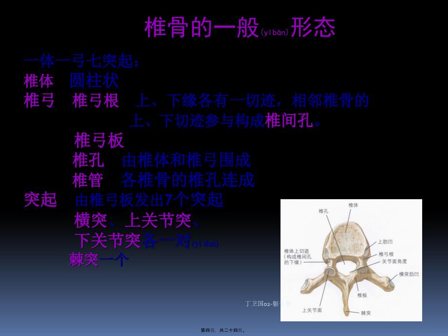 丁卫国02躯干骨课件_第4页