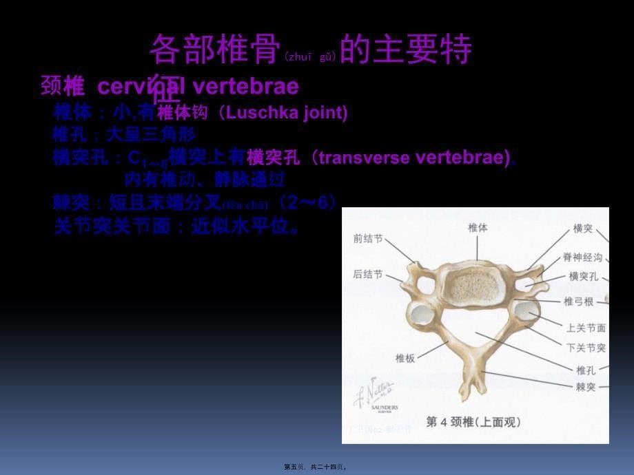 丁卫国02躯干骨课件_第5页