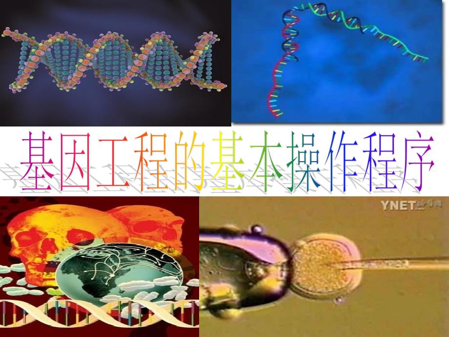 基因工程的基本操作程序_第1页