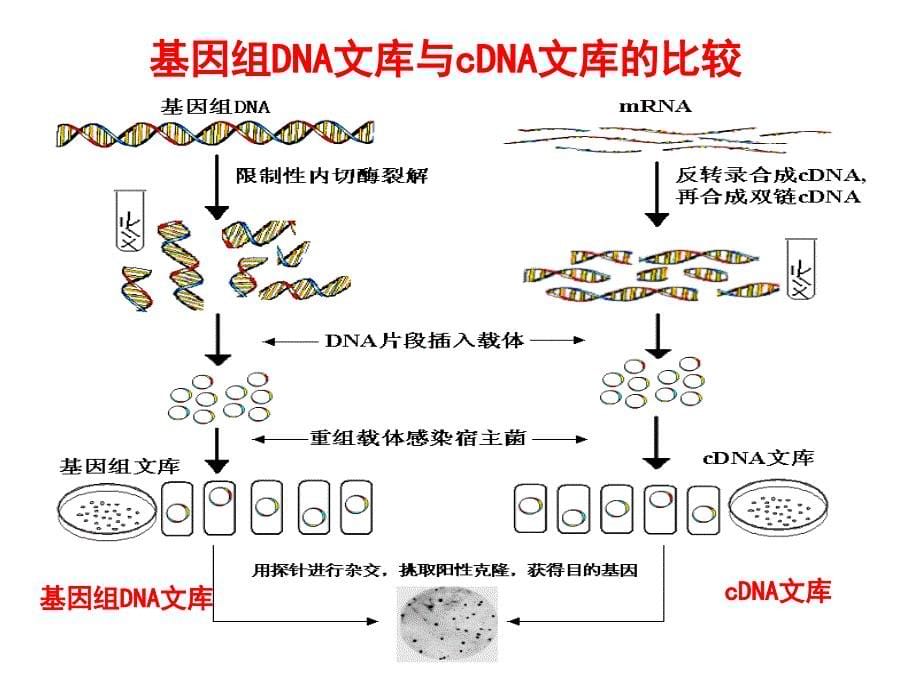 基因工程的基本操作程序_第5页