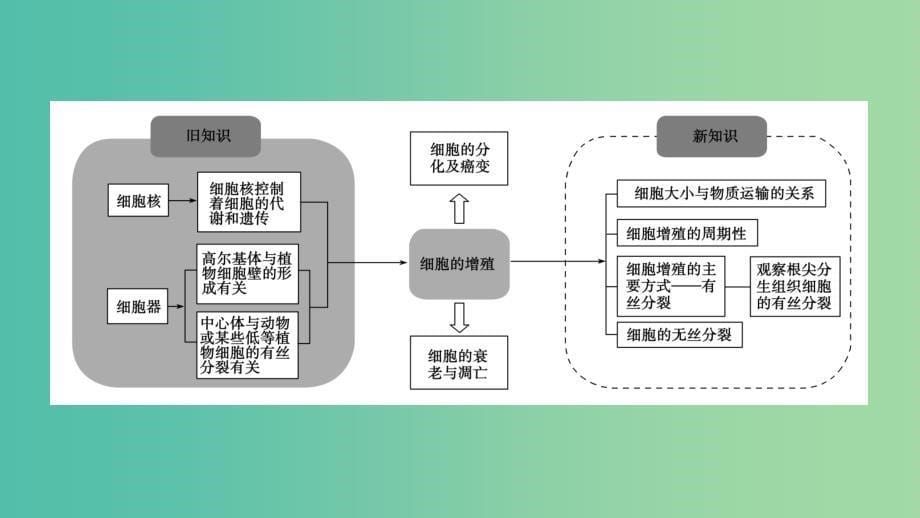 2019版高中生物 第六章 细胞的生命历程 第1节 细胞的增殖课件 新人教版必修1.ppt_第5页