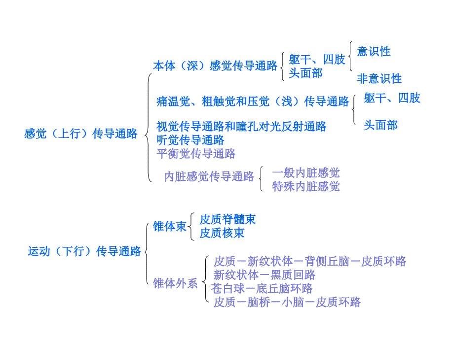 系统解剖学：神经系统的传导通路_第5页