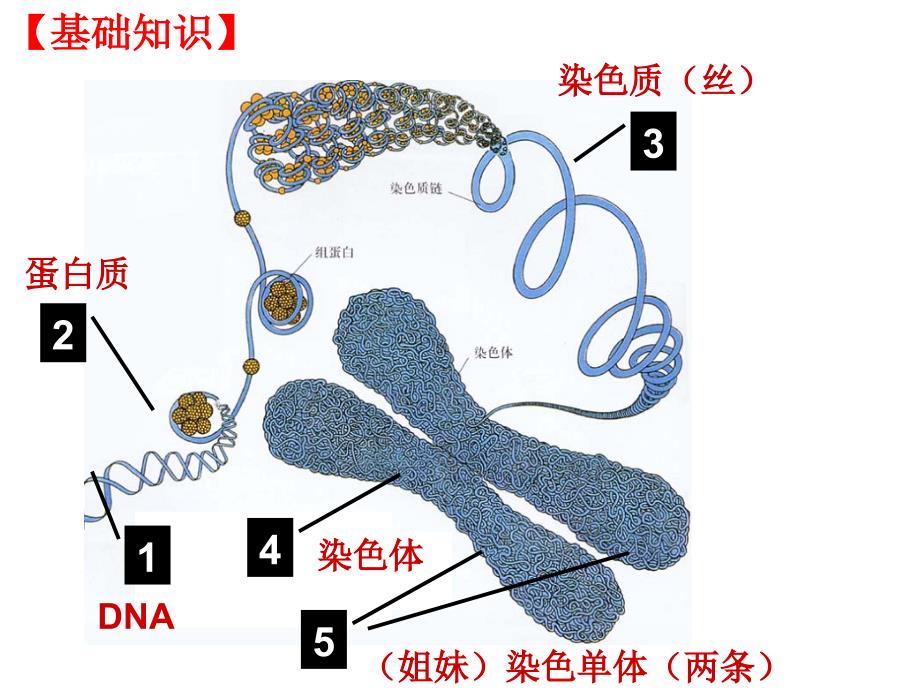 二轮复习：细胞的生命历程.ppt_第2页