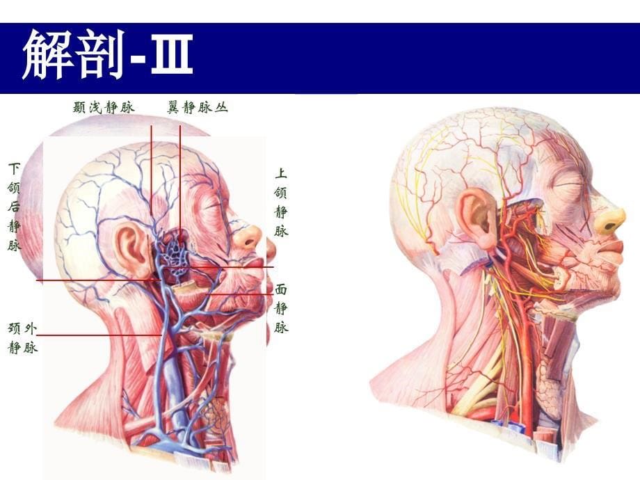 腮腺肿瘤切除术PPT课件_第5页