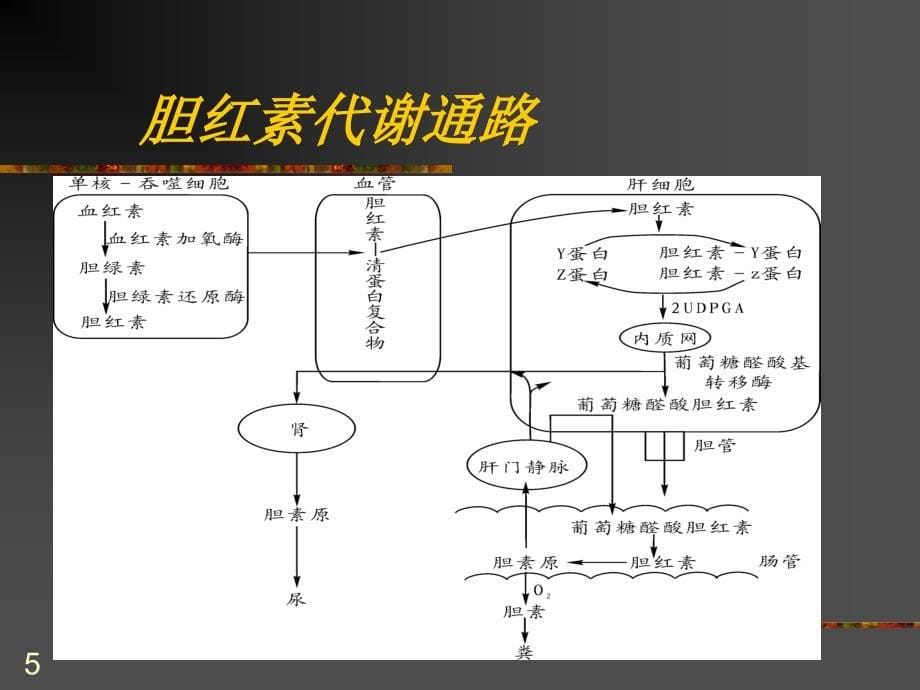 肝胆胰代谢异常及其生化检验课件_第5页