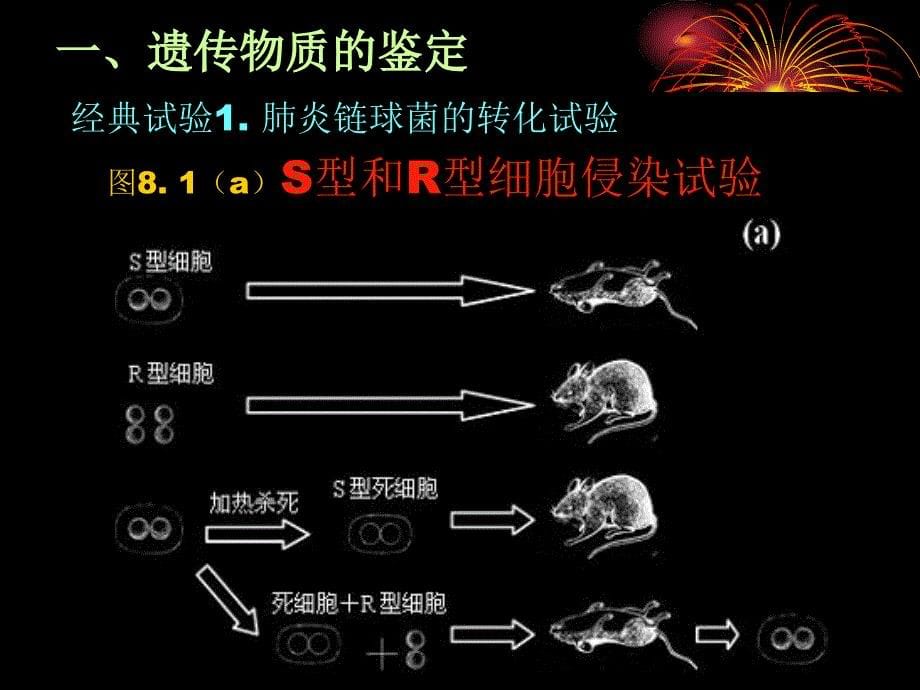 微生物学多媒体课件08微生物遗传_第5页