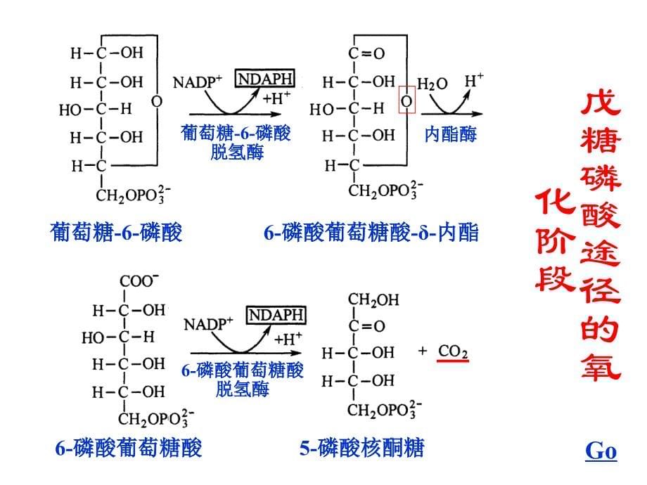 生物化学第25章戊糖磷酸途径和糖的其他代谢途径_第5页