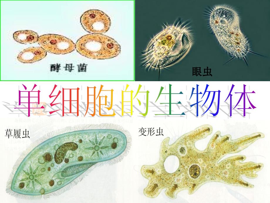 单细胞的生物体课件_第2页