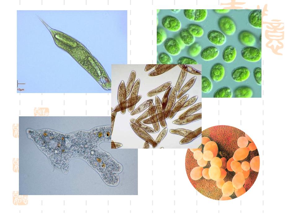 单细胞的生物体课件_第3页