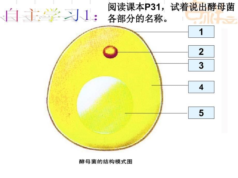 单细胞的生物体课件_第5页