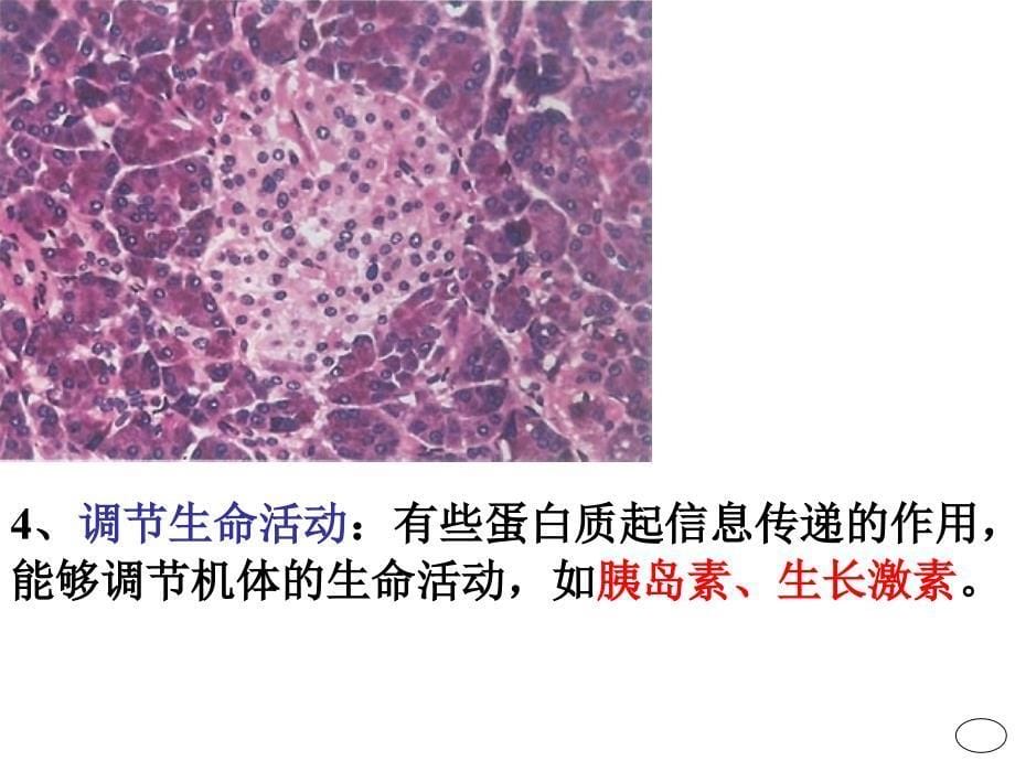 高中生物蛋白质_第5页