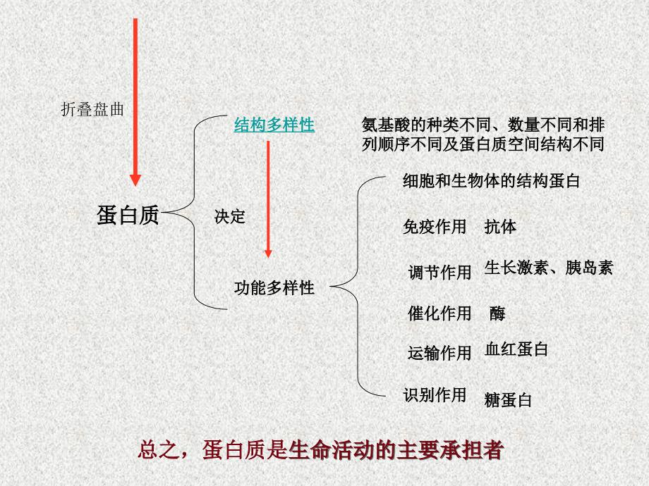 第3讲生命活动的要承担者蛋白质_第3页