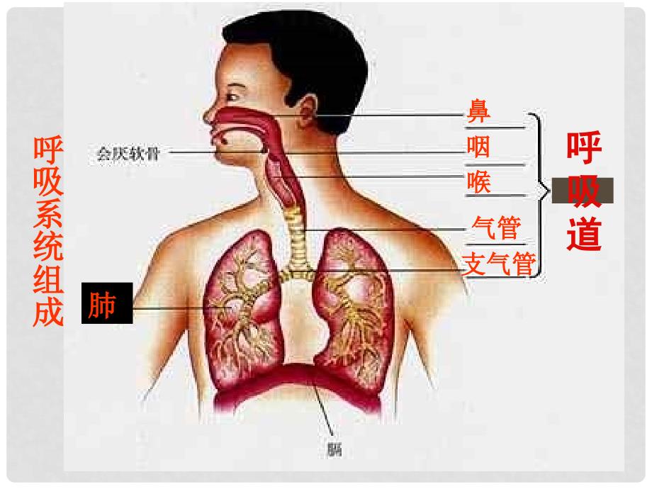 山东省平度市长乐镇长乐中学七年级生物下册《4.3.1 呼吸道对空气的处理》课件 新人教版_第2页