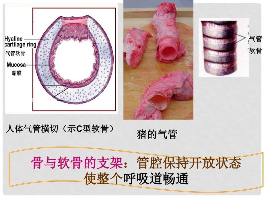 山东省平度市长乐镇长乐中学七年级生物下册《4.3.1 呼吸道对空气的处理》课件 新人教版_第5页