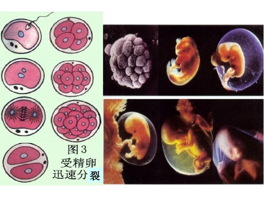 A.细胞分化是遗传物质改变的结果B._第2页