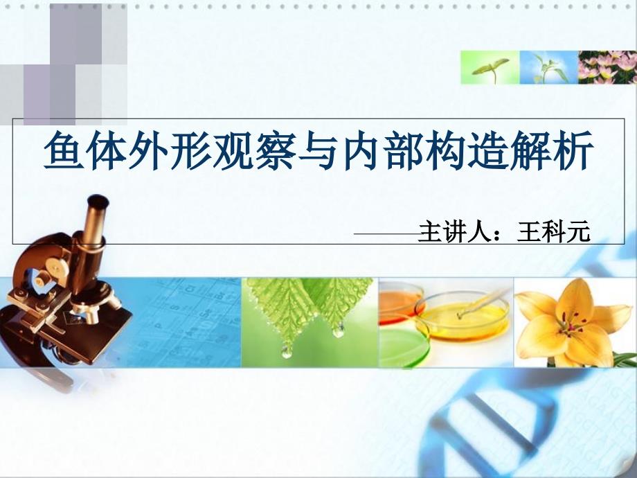 鱼体外形观察与内部构造解析_第1页