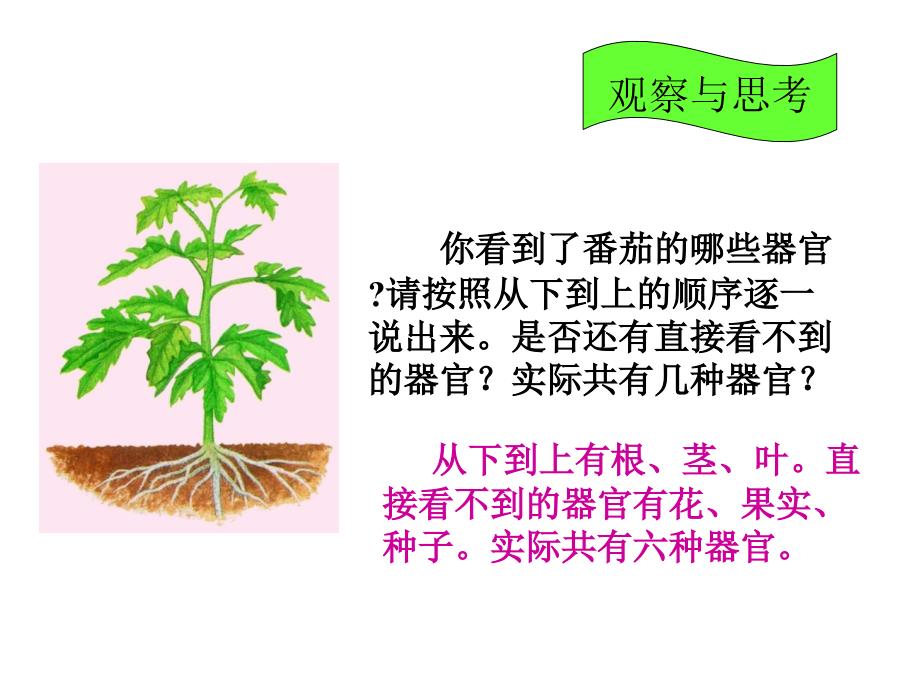 多细胞生物体的组成参考课件2_第3页