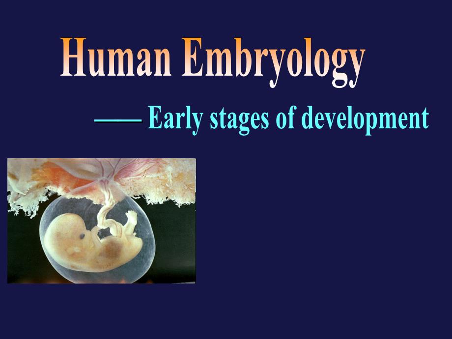 医学遗传与胚胎发育：7.3Human Embryology-3_第1页