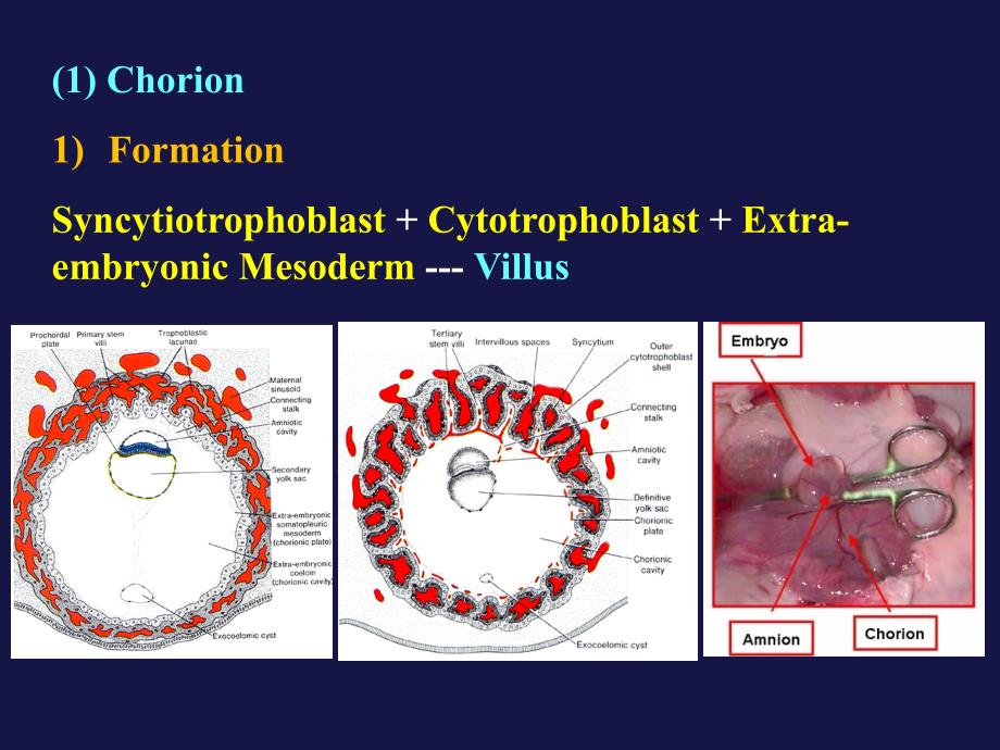 医学遗传与胚胎发育：7.3Human Embryology-3_第3页