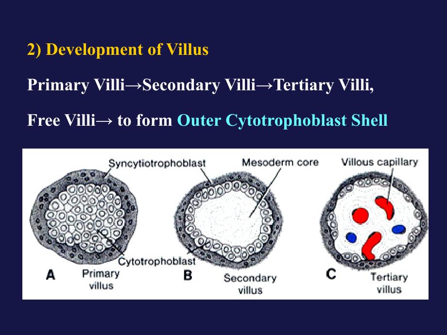 医学遗传与胚胎发育：7.3Human Embryology-3_第4页