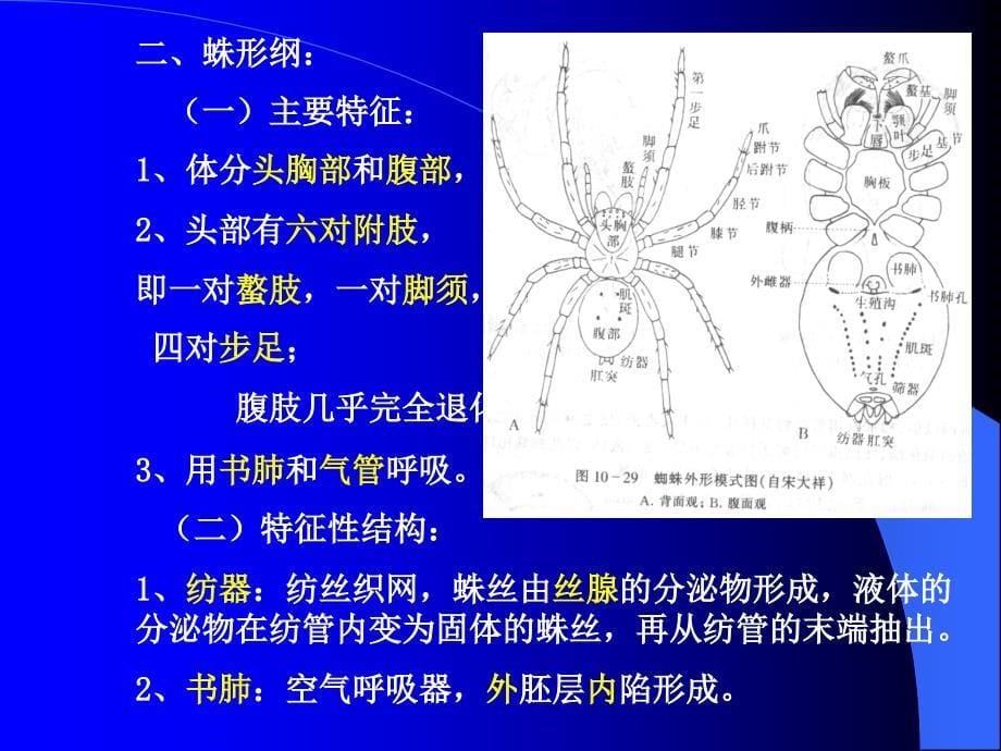 动物学72昆虫_第5页