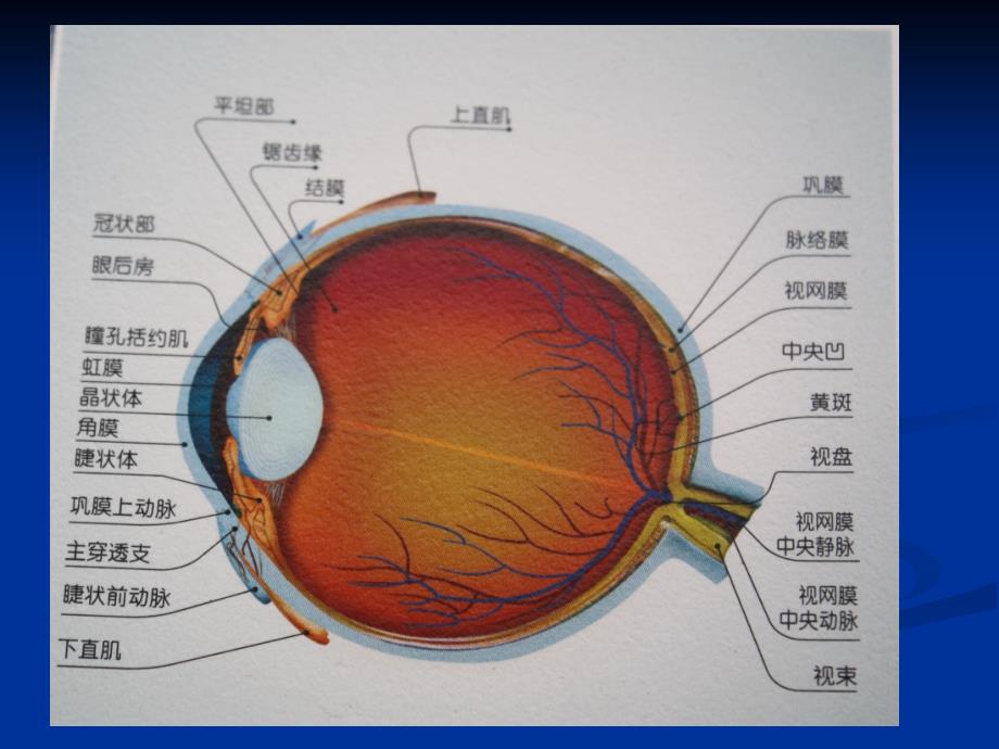 眼科超声诊断_第3页