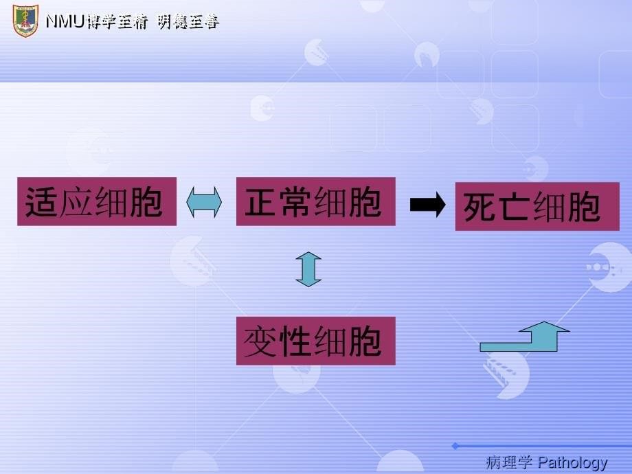 修改组织适应损伤_第5页