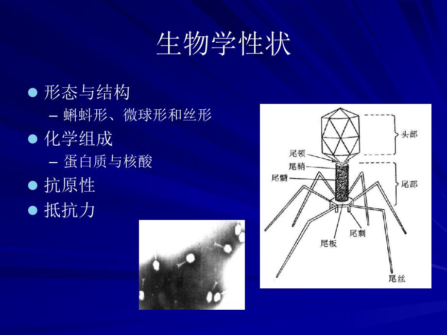 医学课件第4噬菌体bacteriophagephage_第3页