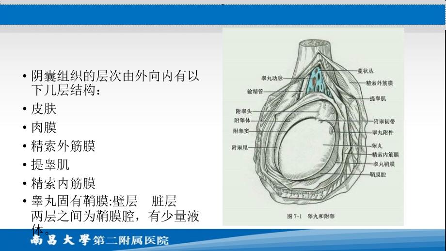 阴囊急症的超声诊断_第4页