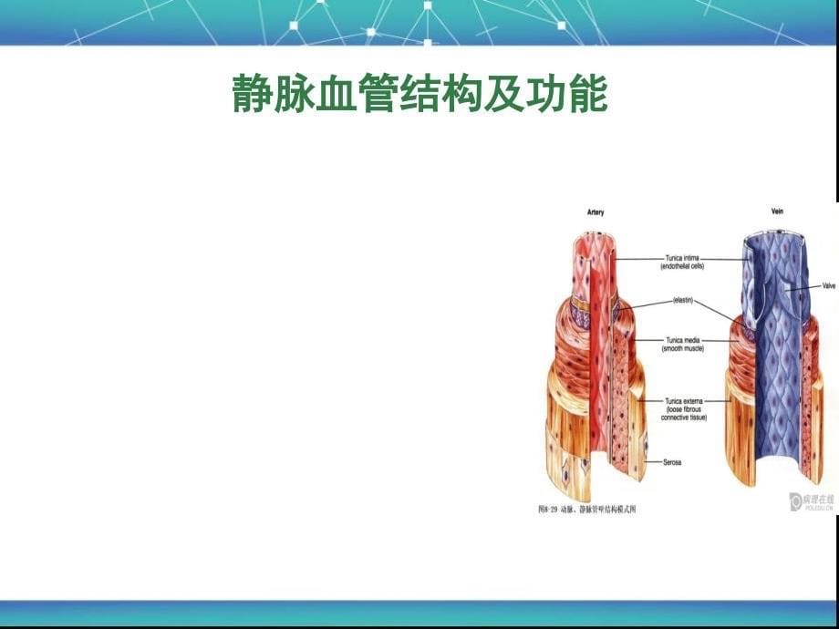 留置针引起静脉炎的预防及处理PPT课件02_第5页