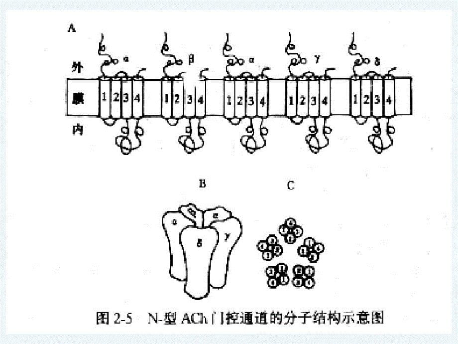 细胞的跨膜信号转导功能_第5页