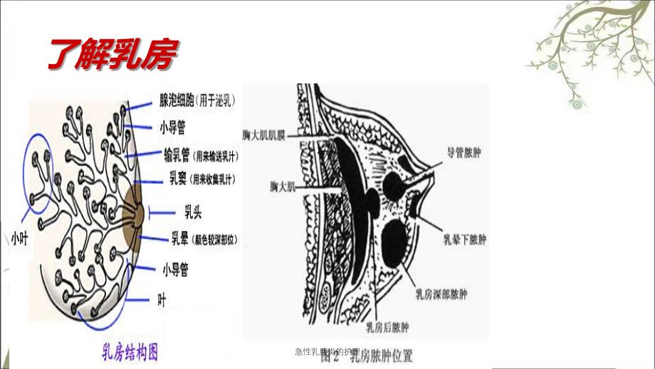 急性乳腺炎的护理课件_第3页