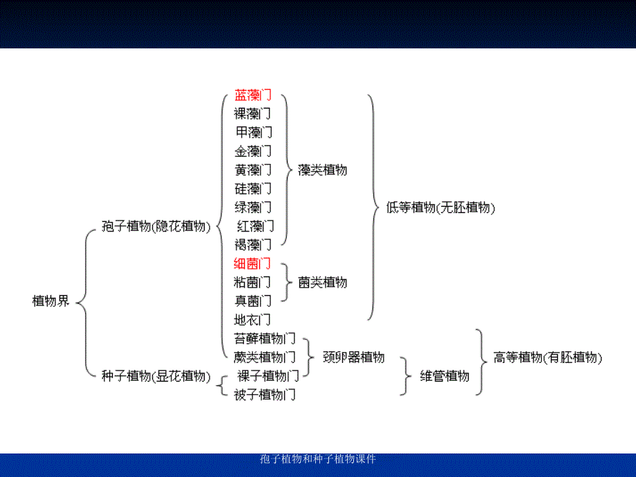 孢子植物和种子植物课件_第3页