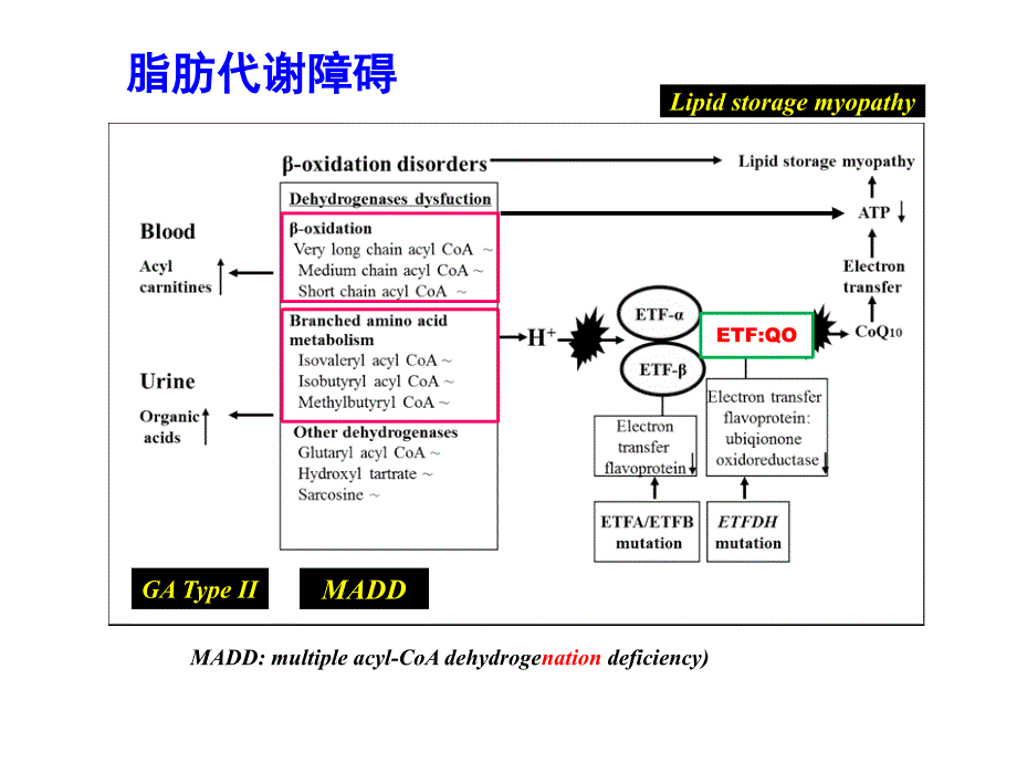 神经遗传代谢病成都课件_第3页