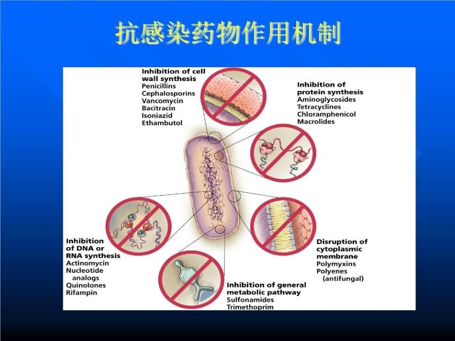 《抗生素优化管理》PPT课件.ppt_第3页